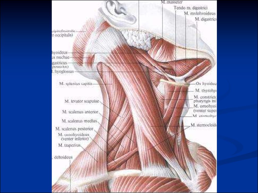 Шейная фасция. Топографическая анатомия шеи мышцы шеи. Мышцы и фасции головы и шеи анатомия. Мышцы фасции и топография шеи. Топография мышц шеи анатомия.
