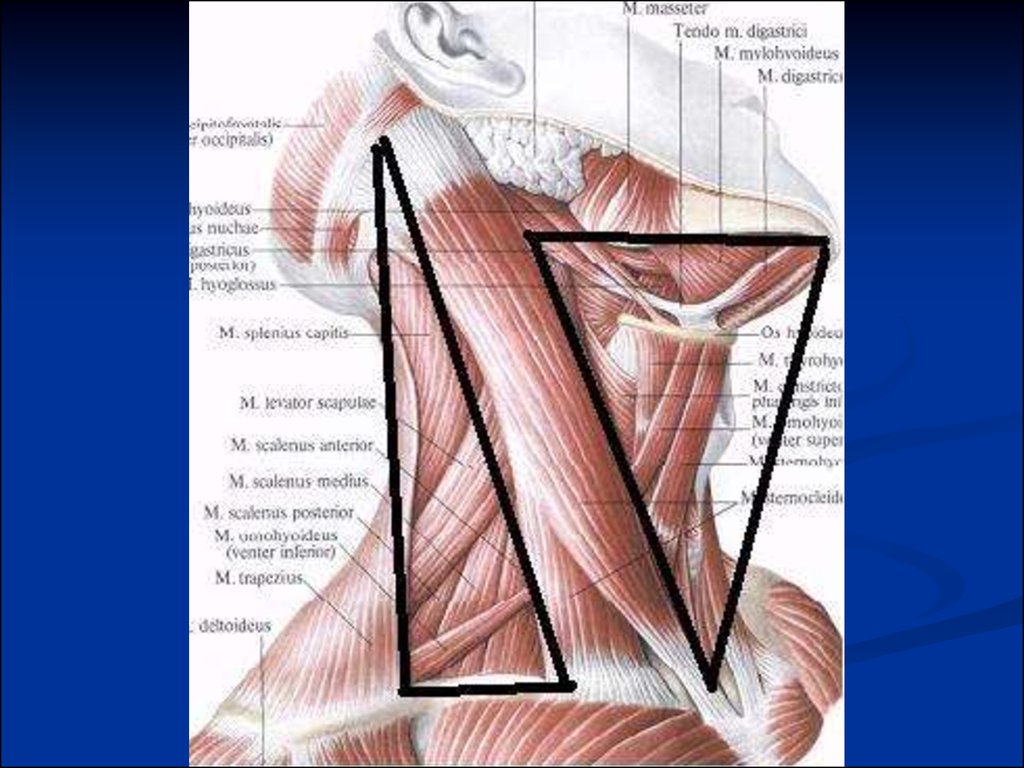 Треугольники шеи. Треугольники шеи анатомия Пирогова. Треугольники шеи анатомия привес. Треугольники и фасции шеи топографическая анатомия. Задний треугольник шеи топографическая анатомия.