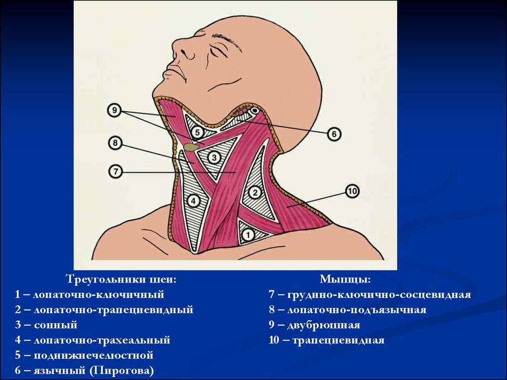 Лопаточно ключичный треугольник