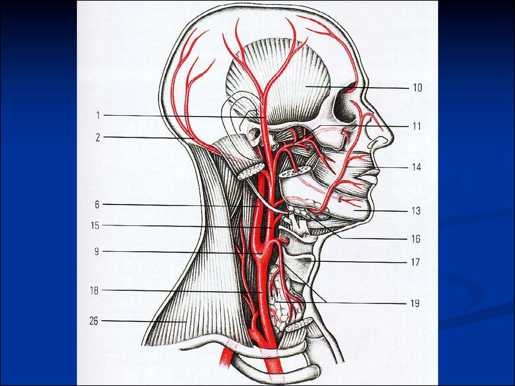 Анатомия сосудов головы. Сосуды шеи и головы анатомия артерии. Сонная артерия анатомия. Вены и артерии шеи анатомия. Сосуды шеи топографическая анатомия.