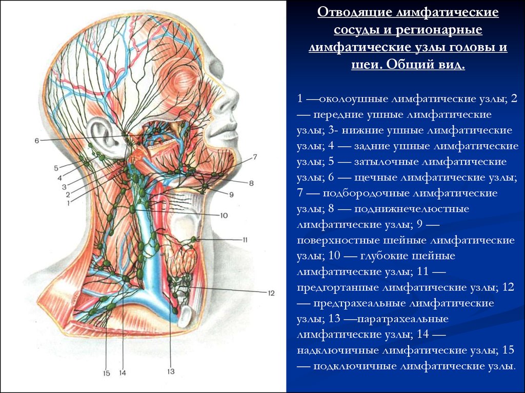 Лимфоузел в мышце. Лимфатическая система человека анатомия шеи. Лимфатическая система шеи топографическая анатомия. Лимфоузла шейные лимфоотток. Лимфатические сосуды и узлы головы и шеи.