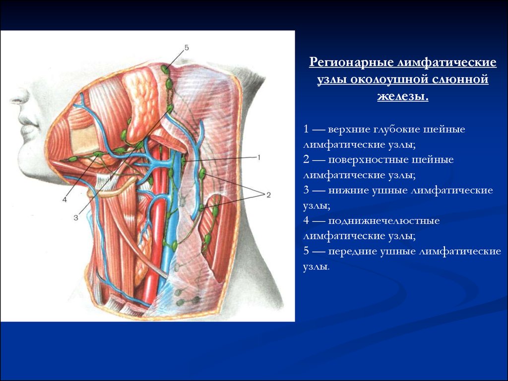 Регионарные лимфатические узлы. Топографическая анатомия поднижнечелюстной железы. Регионарные шейные лимфоузлы. Лимфоузлы шеи топографическая анатомия. Слбныные железы лимфоузлы.