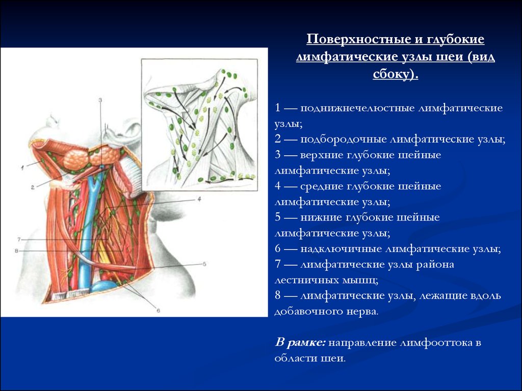 Лимфатические узлы на латинском. Подключичные лимфоузлы топография. Поверхностные лимфатические узлы шеи анатомия. Поднижнечелюстные лимфоузлы узлы. Глубокие латеральные лимфатические узлы шеи.