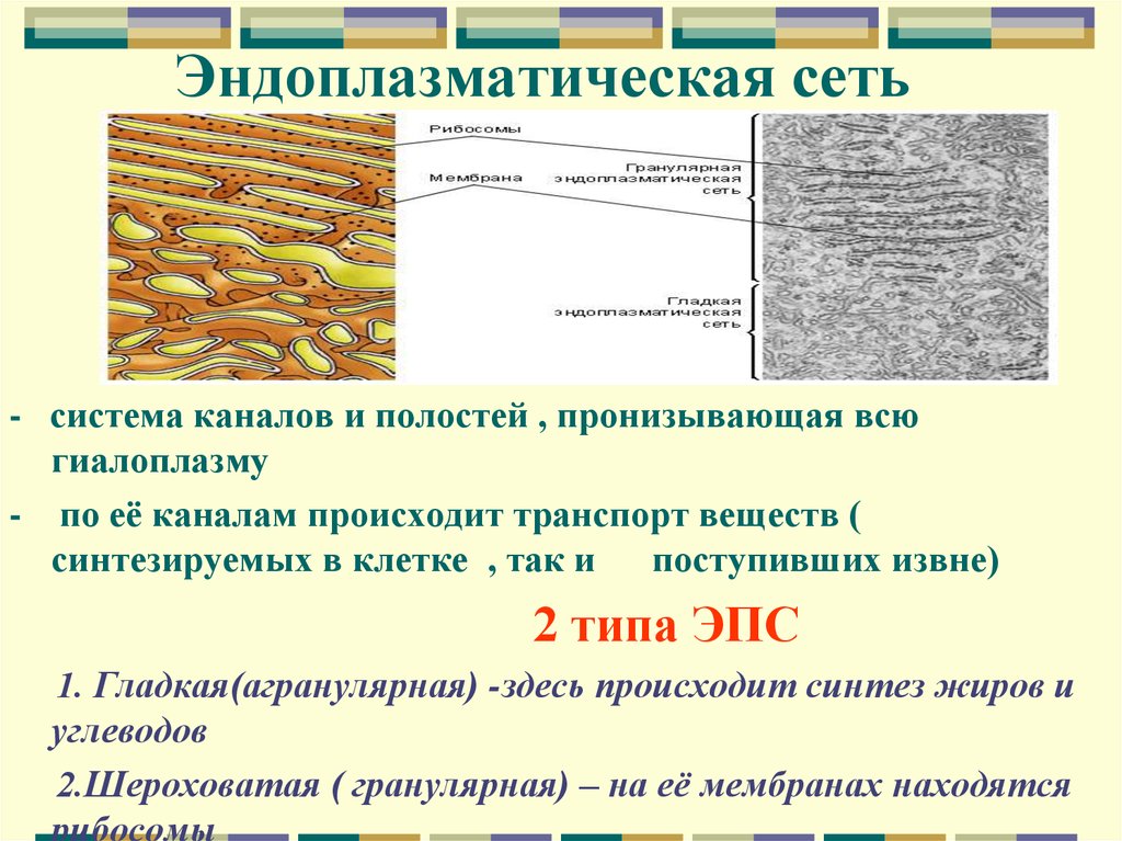 Эндоплазматическая сеть строение и функции