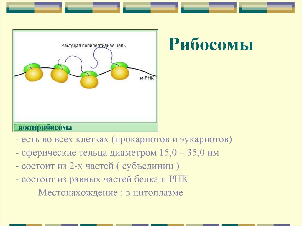 Клетка содержит рибосомы