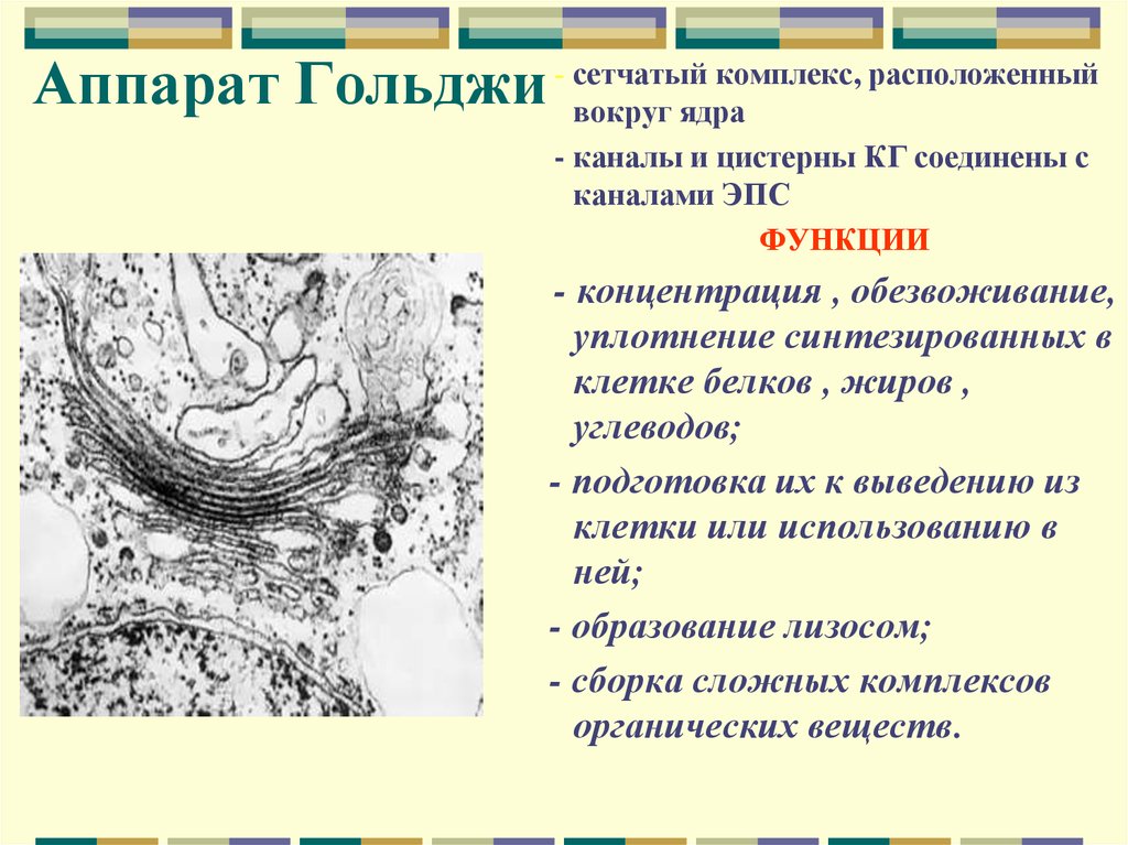 Функции аппарата. Аппарат Гольджи строение и функции. Комплекс Гольджи строение и функции. Комплекс аппарат Гольджи функции. Комплекс аппарат Гольджи особенности строения.