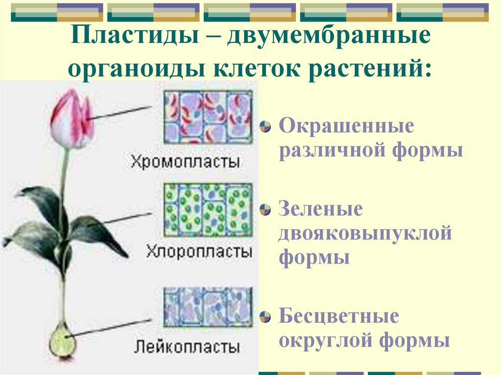 Установите соответствие между характеристиками пластид