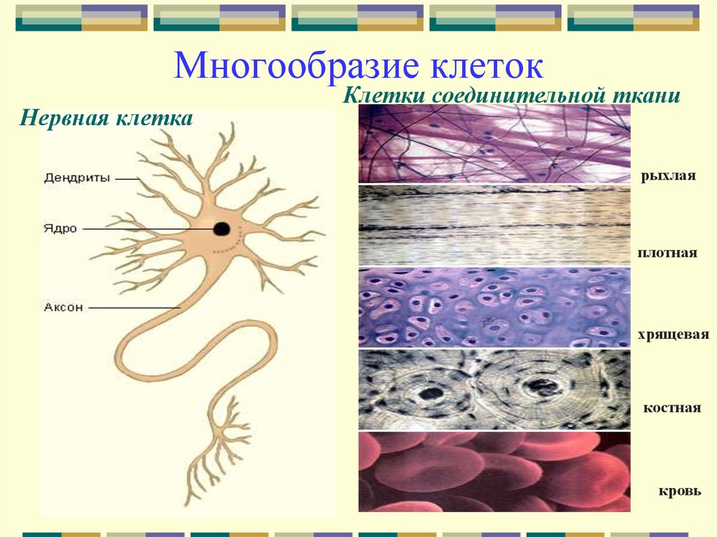 Ткани многоклеточных организмов. Многообразие клеток. Многообразие клеток ткани. Многообразие клеток животных. Клетки соединительной ткани.