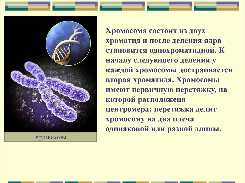 Хроматид в ядре. Хромосома из двух хроматид. Каждая хромосома состоит из. Хромосомы состоят из двух хроматид. Однохроматидные хромосомы.