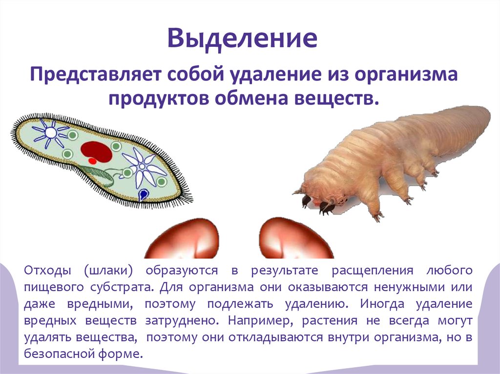 Живой организм кратко