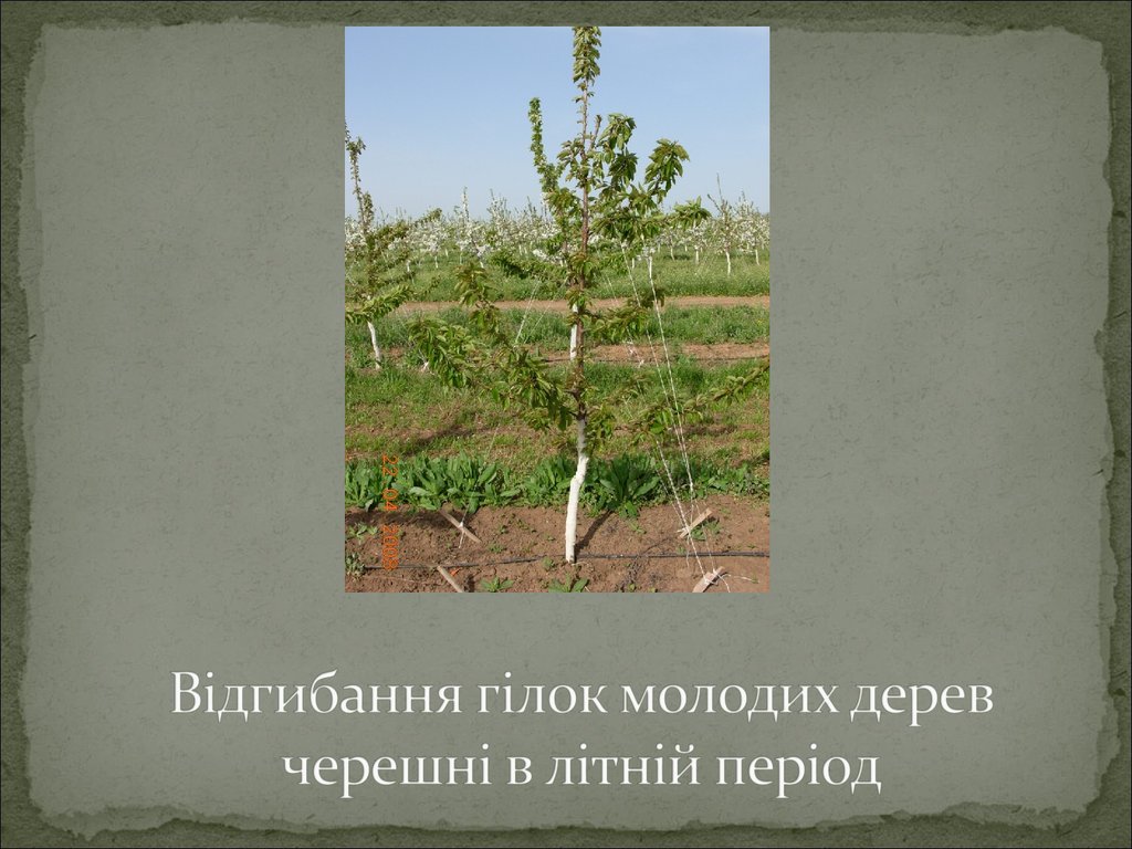 Відгибання гілок молодих дерев черешні в літній період