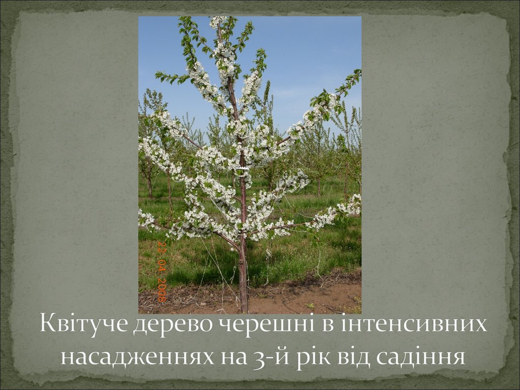 Квітуче дерево черешні в інтенсивних насадженнях на 3-й рік від садіння