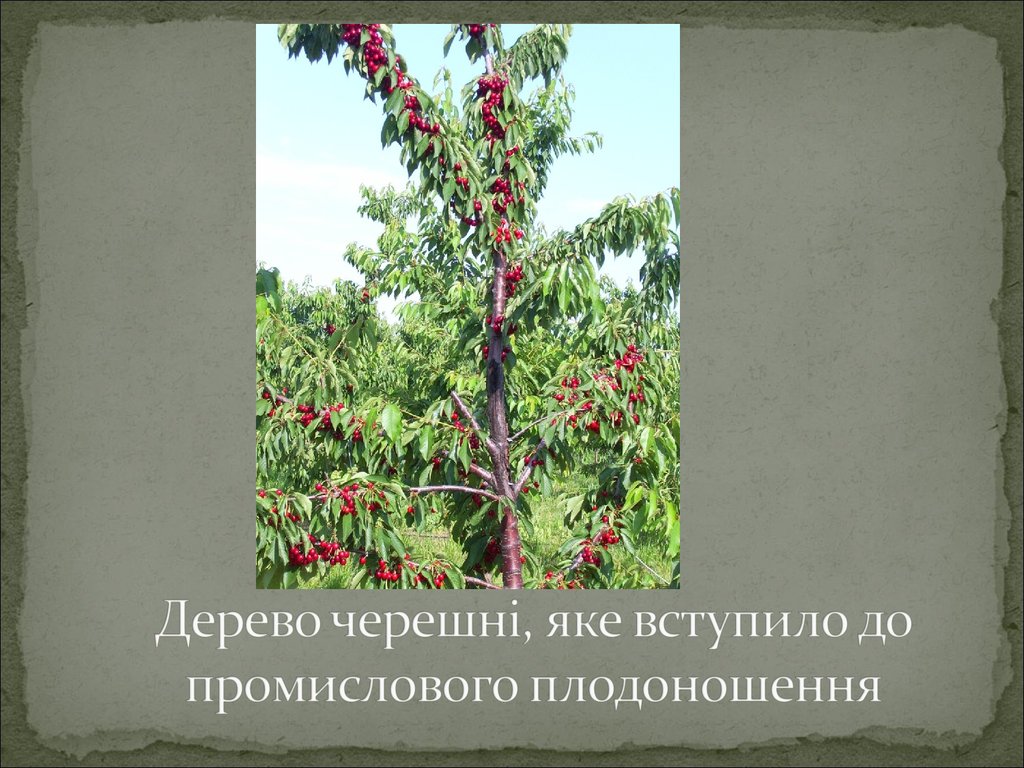 Дерево черешні, яке вступило до промислового плодоношення