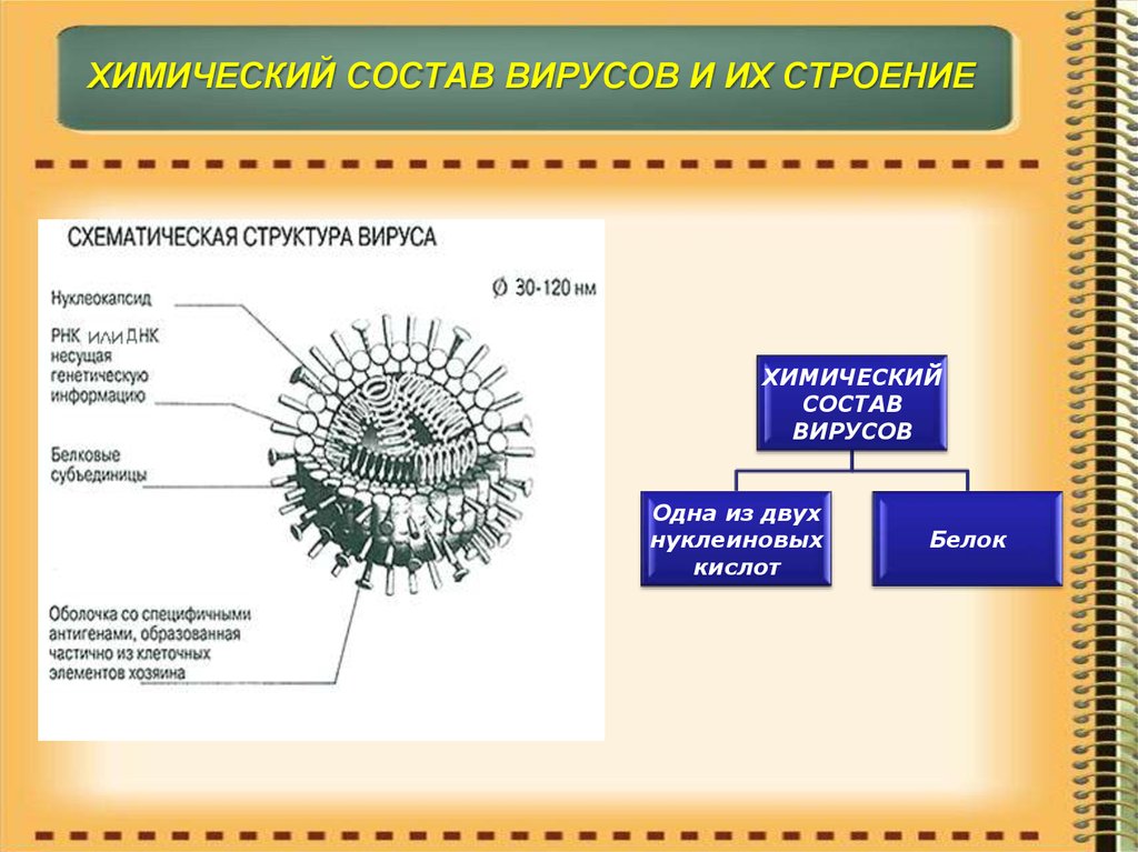 Химический состав и структура. Состав и строение вирусов. Структура и химический состав вирусов. Структурный и химический состав вирусов. Морфология структура и химический состав вирусов.