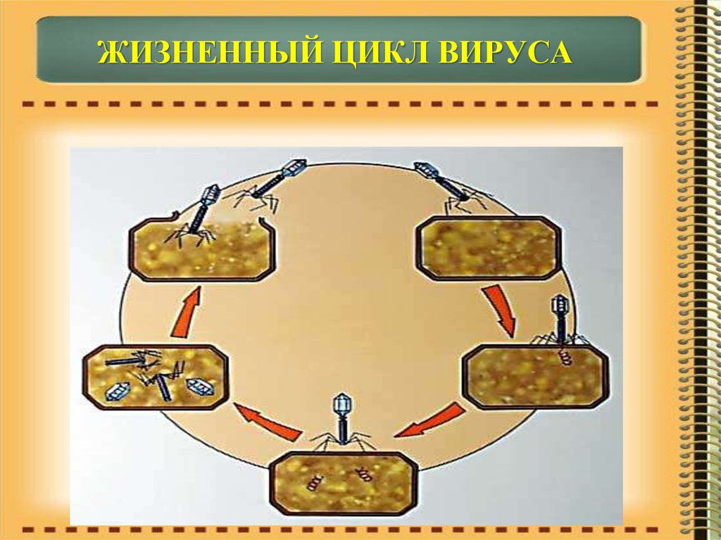 Схема жизненного цикла вируса