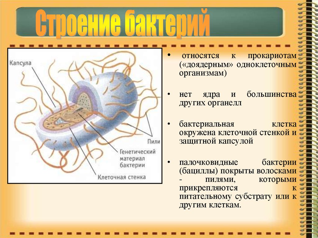 Организм являющийся прокариотам. Строение бактерии. Клетка бактерии. Органоиды бактериальной клетки. Органеллы бактериальной клетки.