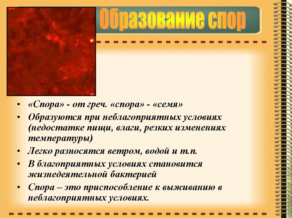 Характеристика споры и семени. При неблагоприятных условиях вирусы образуют споры. Спора и семя. Недостатки спора. При неблагоприятной погоде споры появляются.