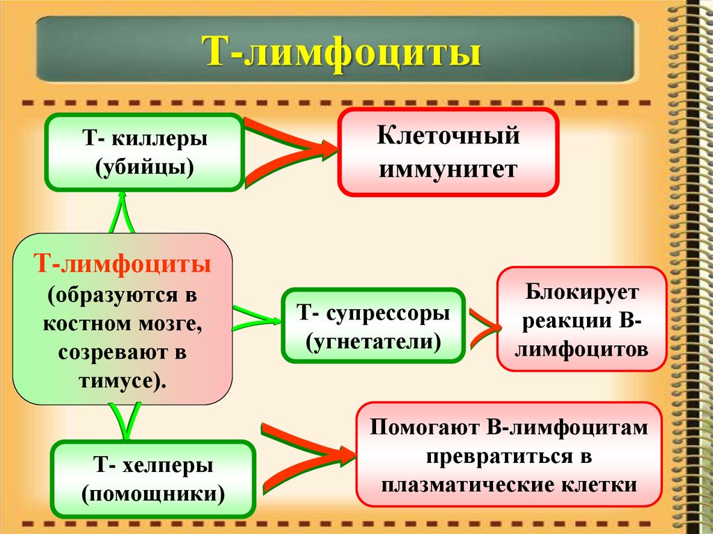 Понятие и вич инфекции и спиде презентация