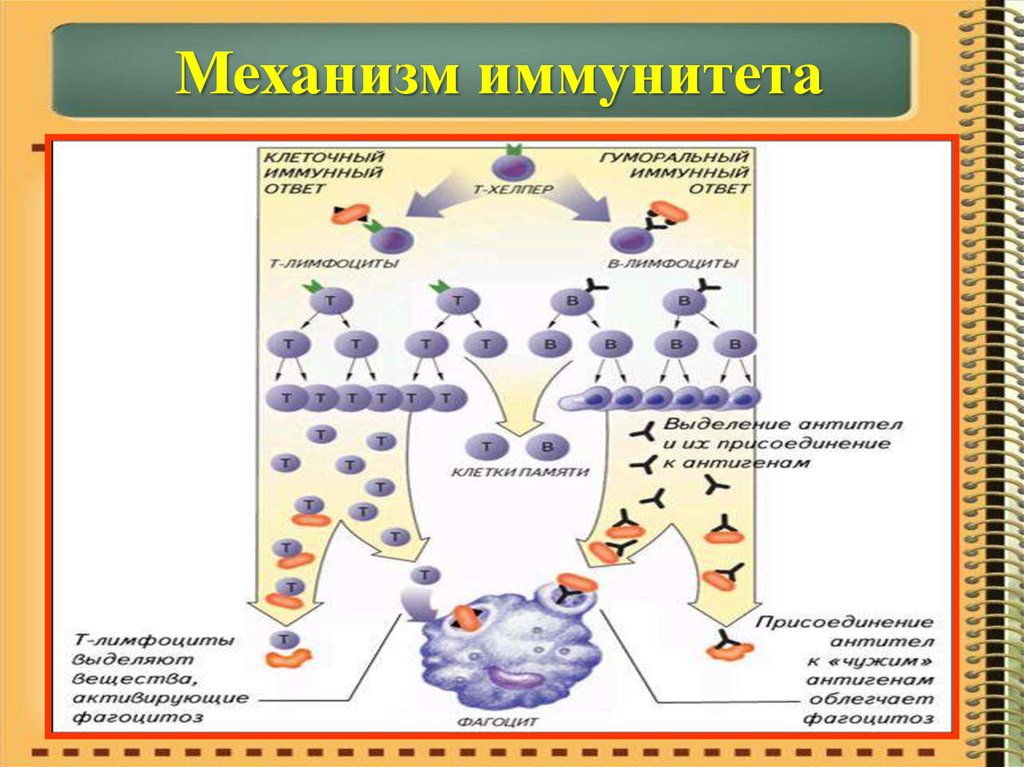 Механизм иммунитета схема