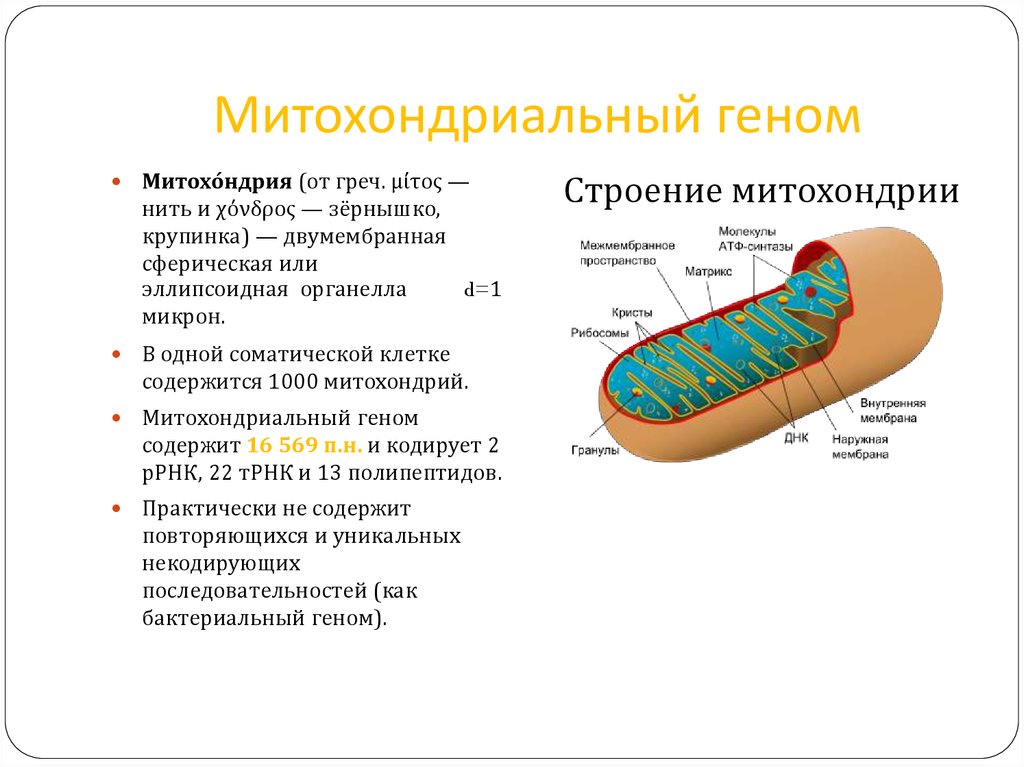 Кольцевая хромосома в митохондриях. Строение митохондрий генетика. Строение генома митохондрий. Структура митохондриального генома. Строение митохондрии с ДНК.