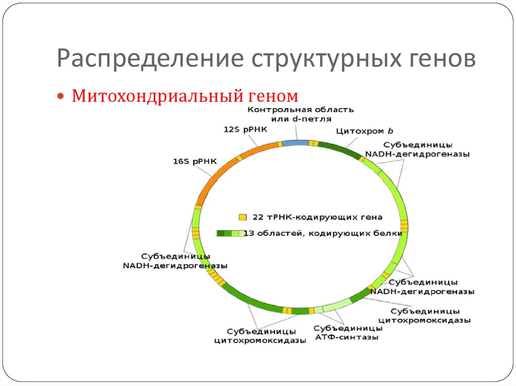 Типы генов. Типы геномов. Структурные и регуляторные гены генома человека. Типы генов в геноме. Виды ДНК геномов.