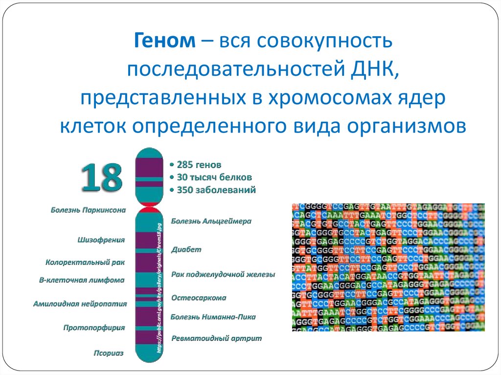 Геном человека определить. Общая характеристика генома человека. Последовательность ДНК. ДНК ген геном хромосома. Последовательность ДНК человека.