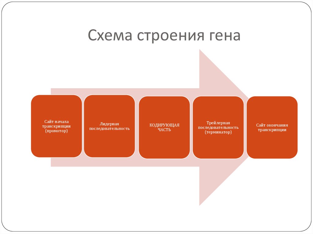 Окончания сайтов. Лидерная последовательность. Трейлерная последовательность. System Testing. Лидерная и трейлерная последовательности.