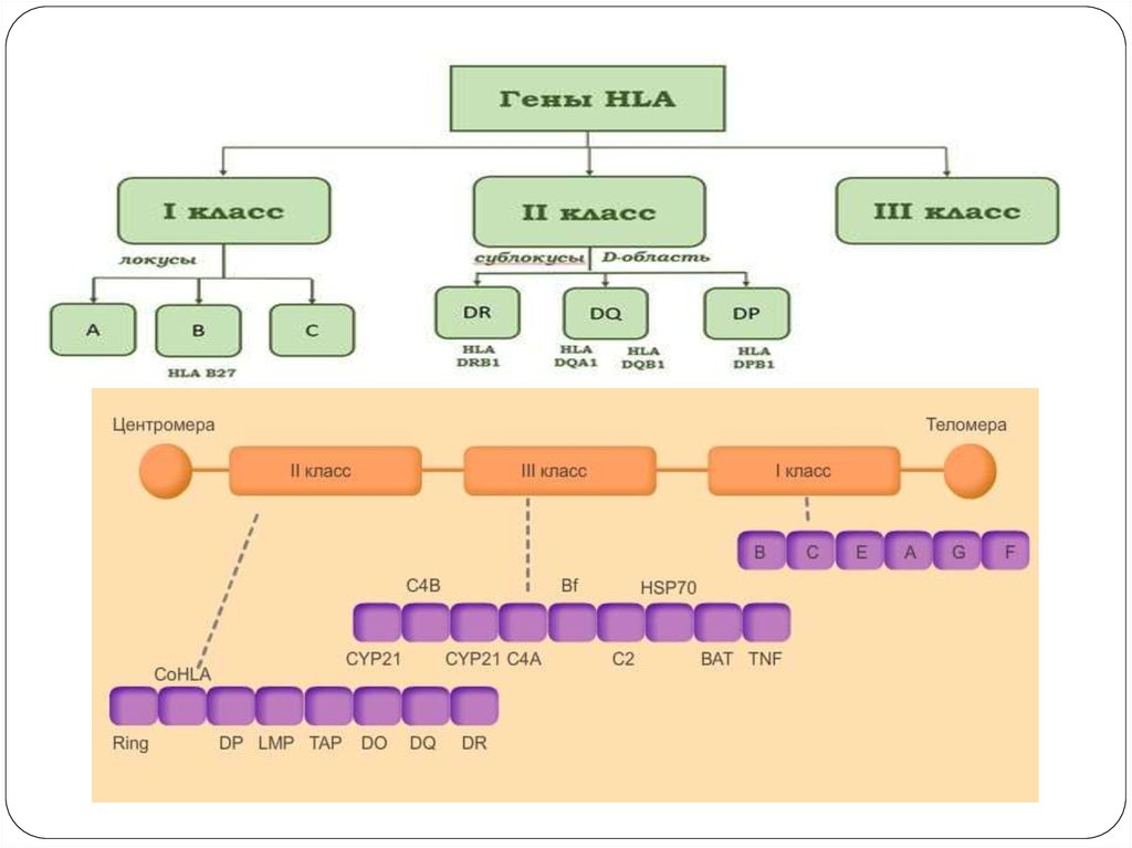 Понятие геном человека. Формат сообщений SNMP. Метод Drag and Drop. Microbial база данных. The conceptual method.