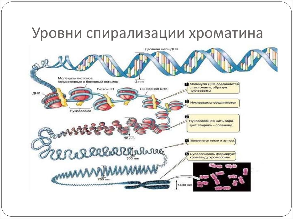 Д спирализация хромосом. Схема компактизации ДНК В хромосоме. Уровни компактизации ДНК эукариот. Структурная организация ДНК В хромосомах уровни компактизации. Схема упаковки ДНК В хромосоме.