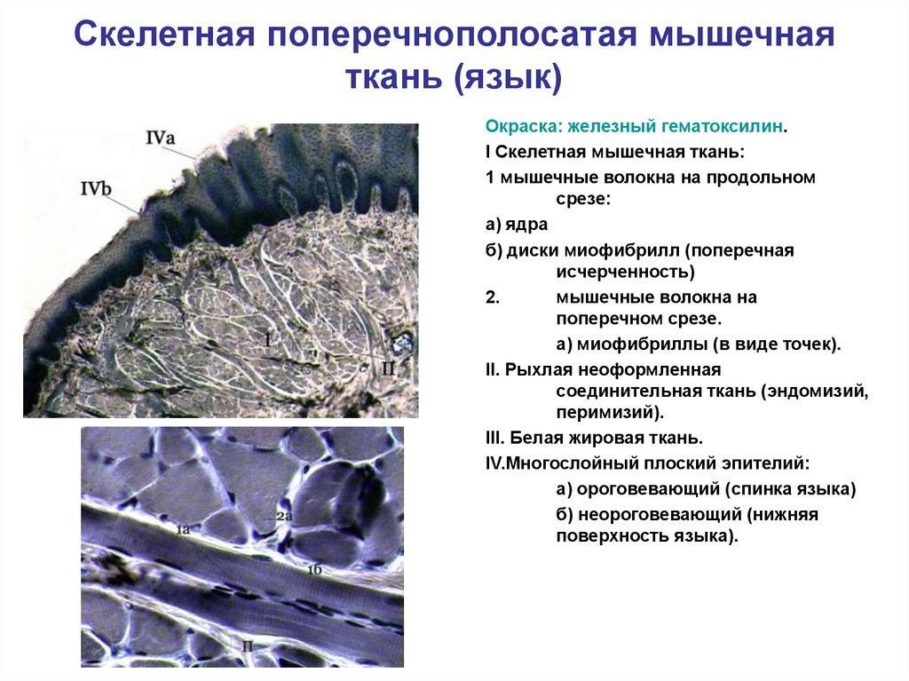 Поперечнополосатая скелетная мышечная ткань функция