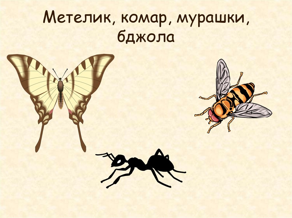 Метелик, комар, мурашки, бджола