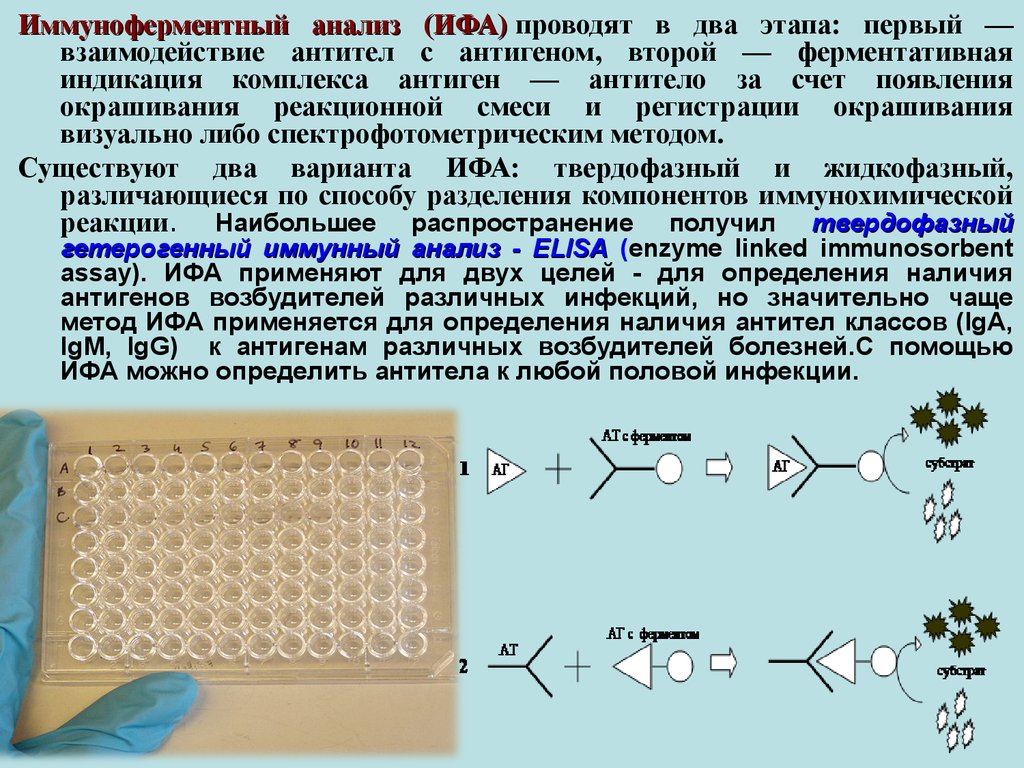 Схема ифа микробиология