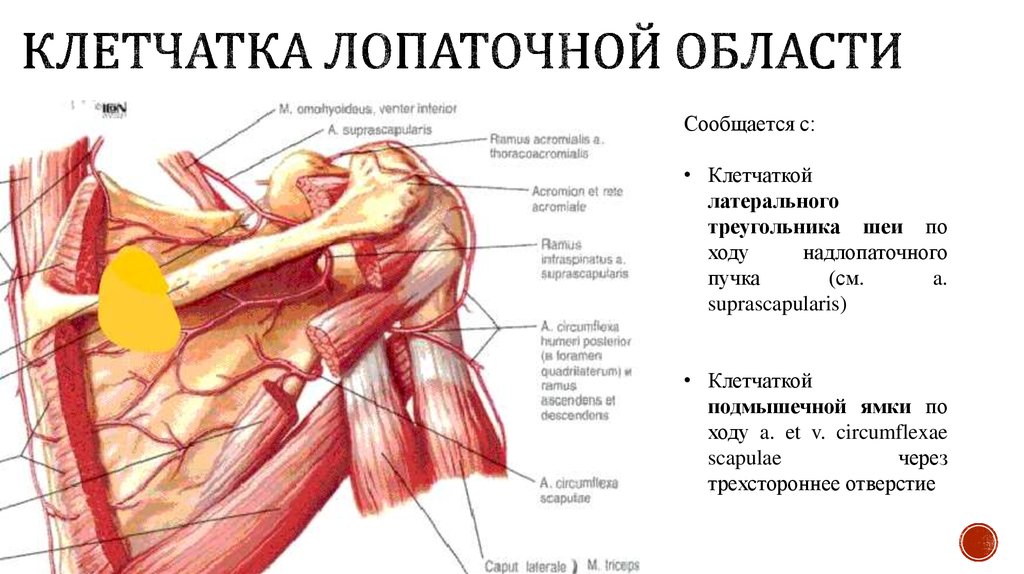 Лопаточная область анатомия. Мышцы лопаточной области топографическая анатомия. Лопаточная область топографическая анатомия сосуды. Связь клетчатки лопаточной области с соседними областями. Топография лопаточной области схема.