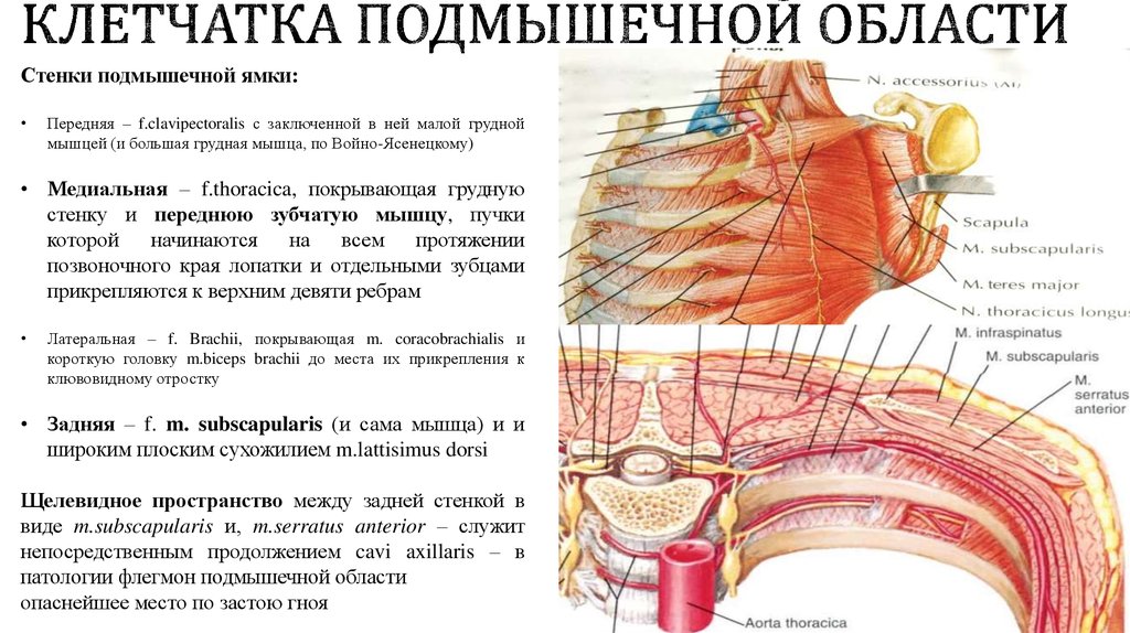 Стенки ямок. Подмышечная впадина послойное строение. Послойное строение подмышечной области. Клетчатка подмышечной области. Клетчатка подмшечнойобласти.