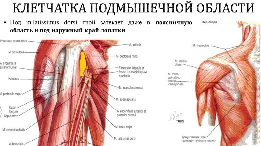 Дельтовидная область анатомия