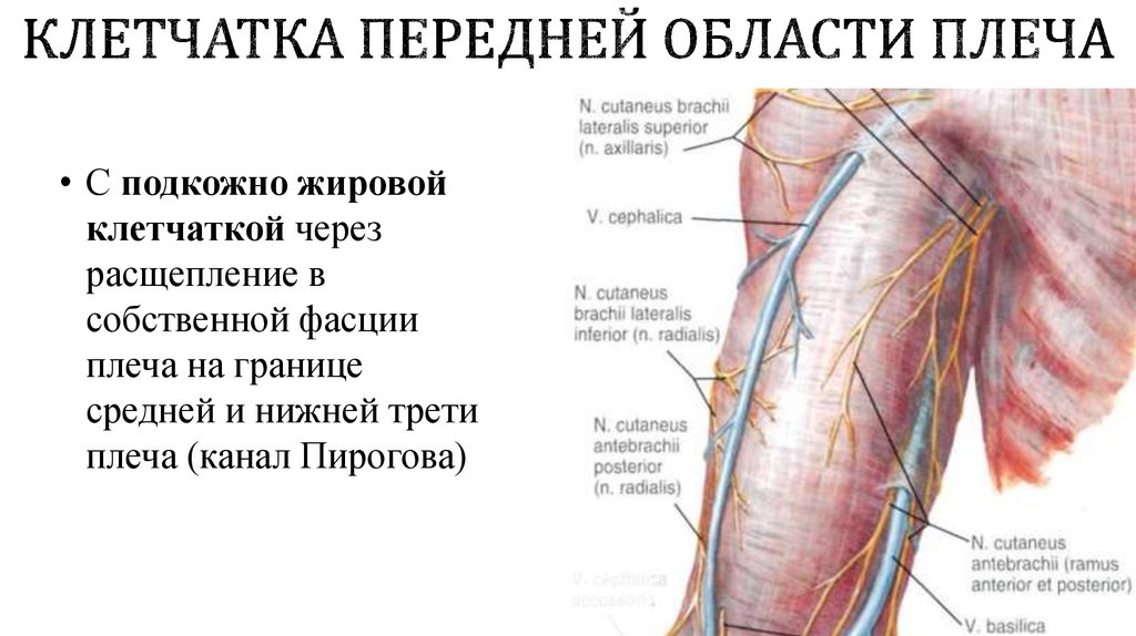 Клетчатка Передней области плеча