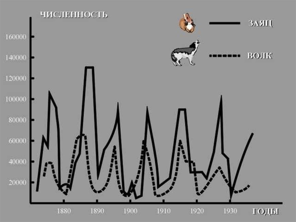 Колебания численности. Показатели популяции схема. Популяция Волков численность. Численность популяции красных Волков. Популяция Волков в России численность.