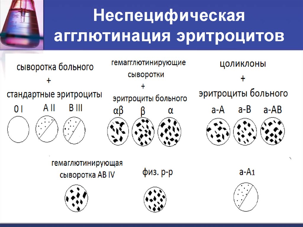 Реакция агглютинации эритроцитов