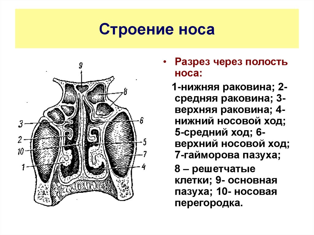 Строение н. Носовая полость в разрезе анатомия. Схема строения носовой полости. Носовая полость анатомия рисунок. Строение носовой полост.