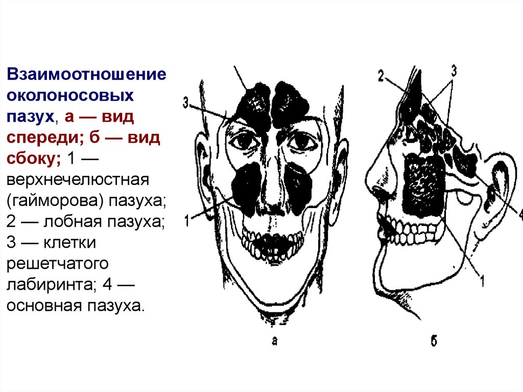 Основная пазуха. Решетчатый Лабиринт анатомия. Ячейки решетчатого Лабиринта анатомия. Лобная пазуха решетчатый Лабиринт гайморова пазуха. Гайморовы пазухи расположение схема.