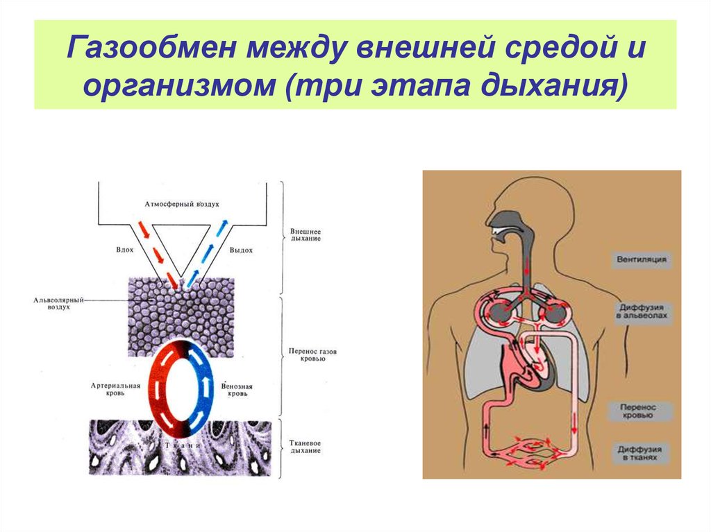 Контурная схема газообмена