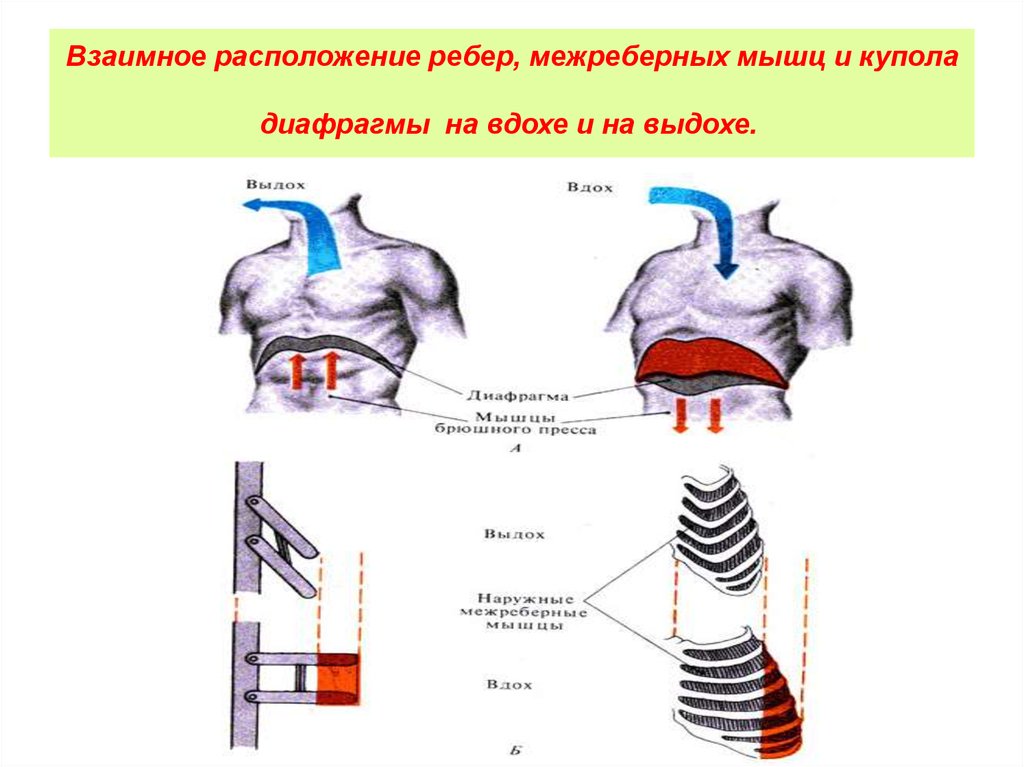 Межреберные мышцы и диафрагма. Межреберные мышцы выдох. Наружные межреберные мышцы при вдохе и выдохе. Расположение межреберных мышц и диафрагмы.