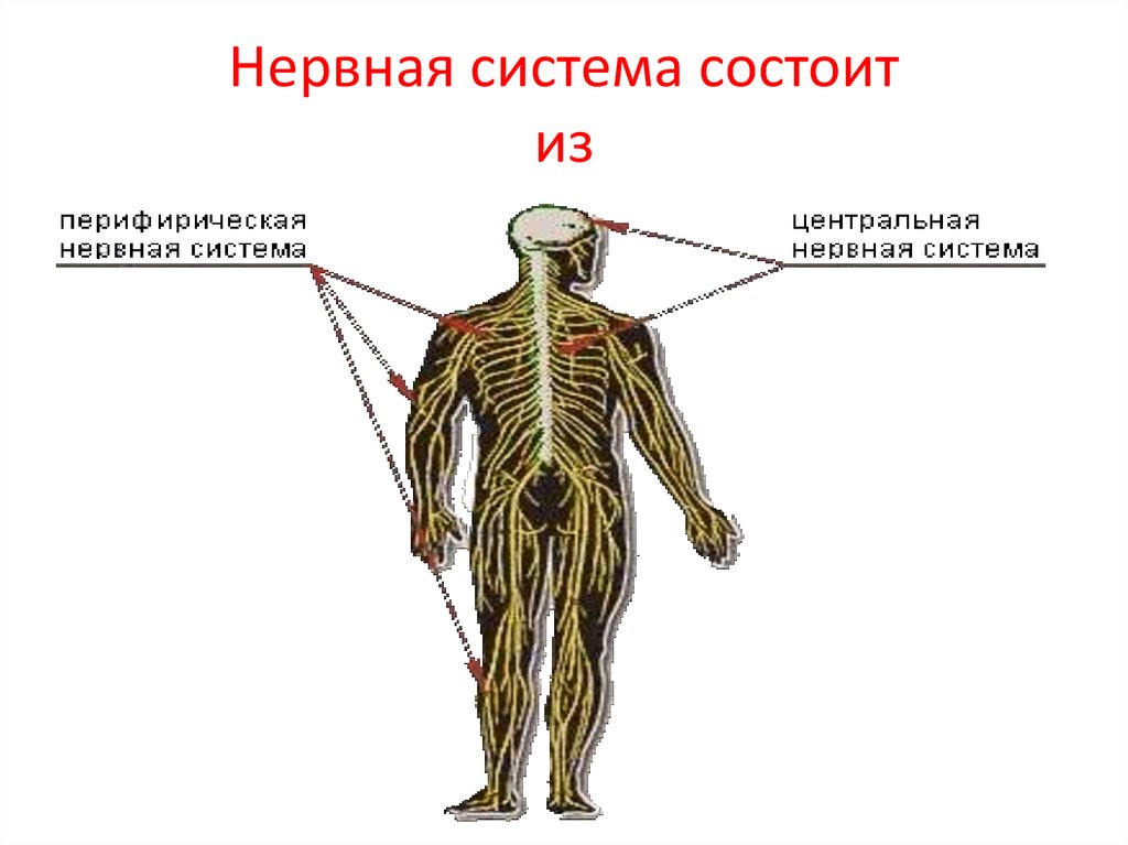 Центр периферическая нервной системы. Нервная система человека. Нервная система состоит. Центральная нервная система. Периферическая нервная система человека.