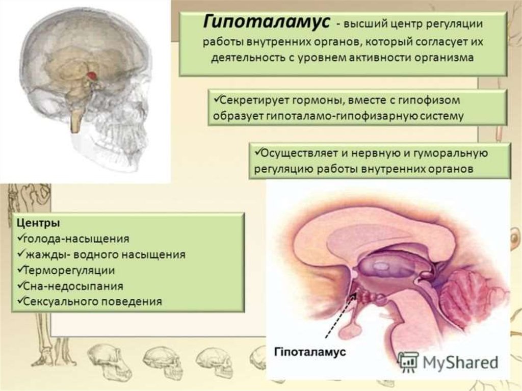 Какой гормон головной мозг. Центры и функции гипоталамуса. Гормоны гипоталамуса строение. Гормоны промежуточного мозга. Гипоталамус строение и функции.