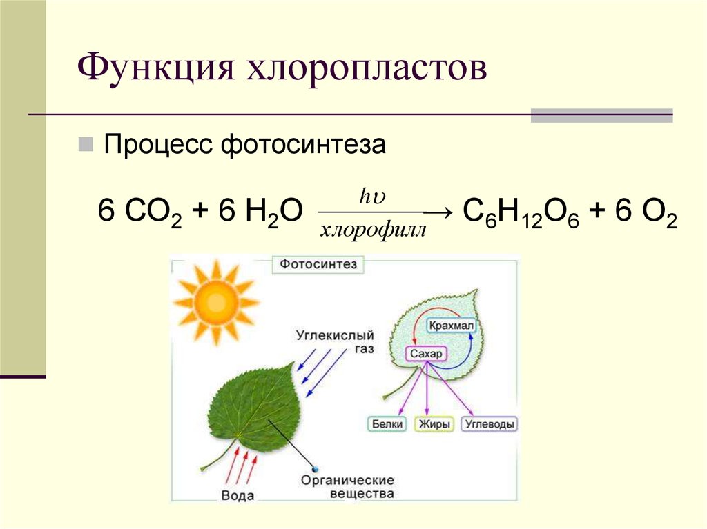 Составьте схему фотосинтеза