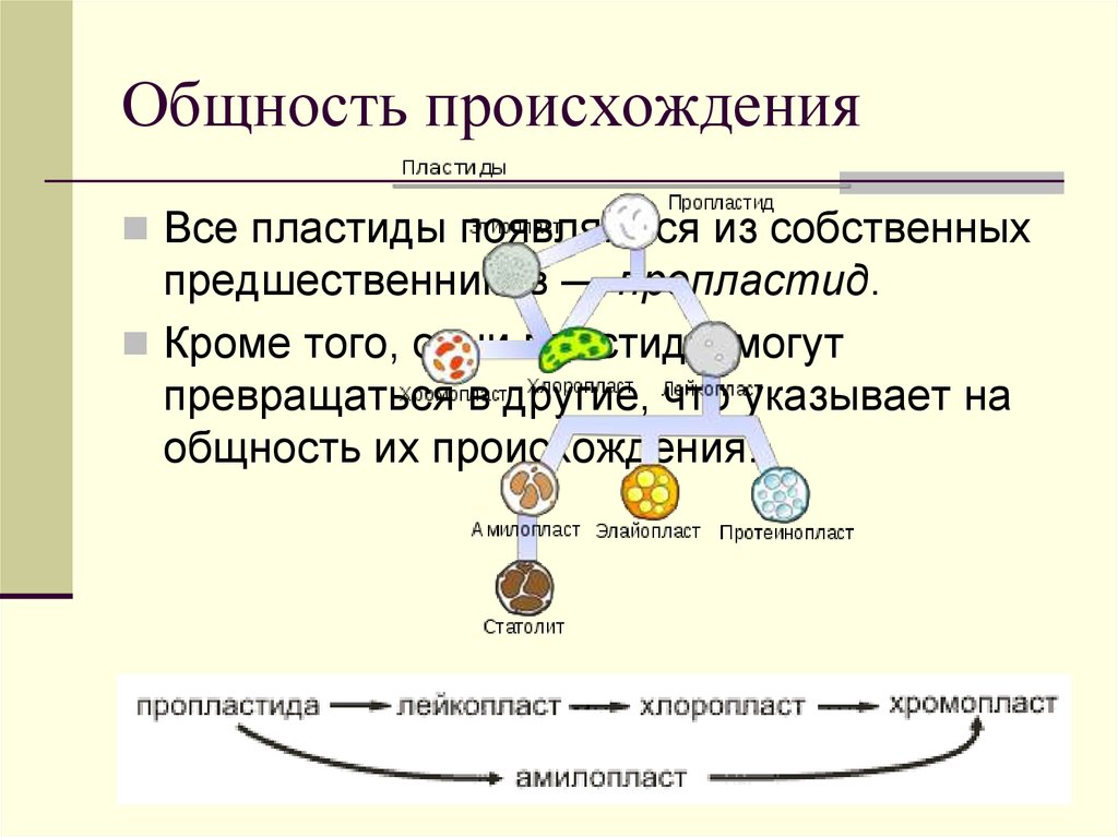 Происхождение общностей. Пластиды гипотезы происхождения. Общность происхождения. Происхождение пластид. Эволюционное происхождение пластид.