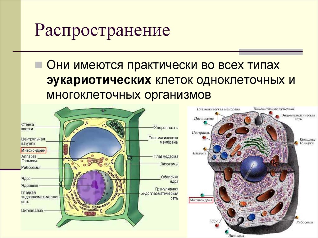 В ядрах клеток многоклеточного