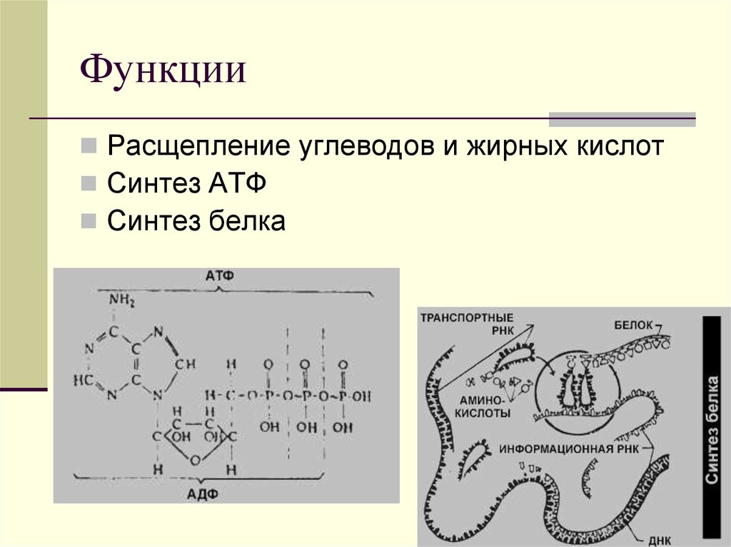 Разложение атф. Синтез белка сопровождается АТФ. Синтез и распад АТФ. Схема расщепления углеводов. Схема синтеза и распада АТФ.