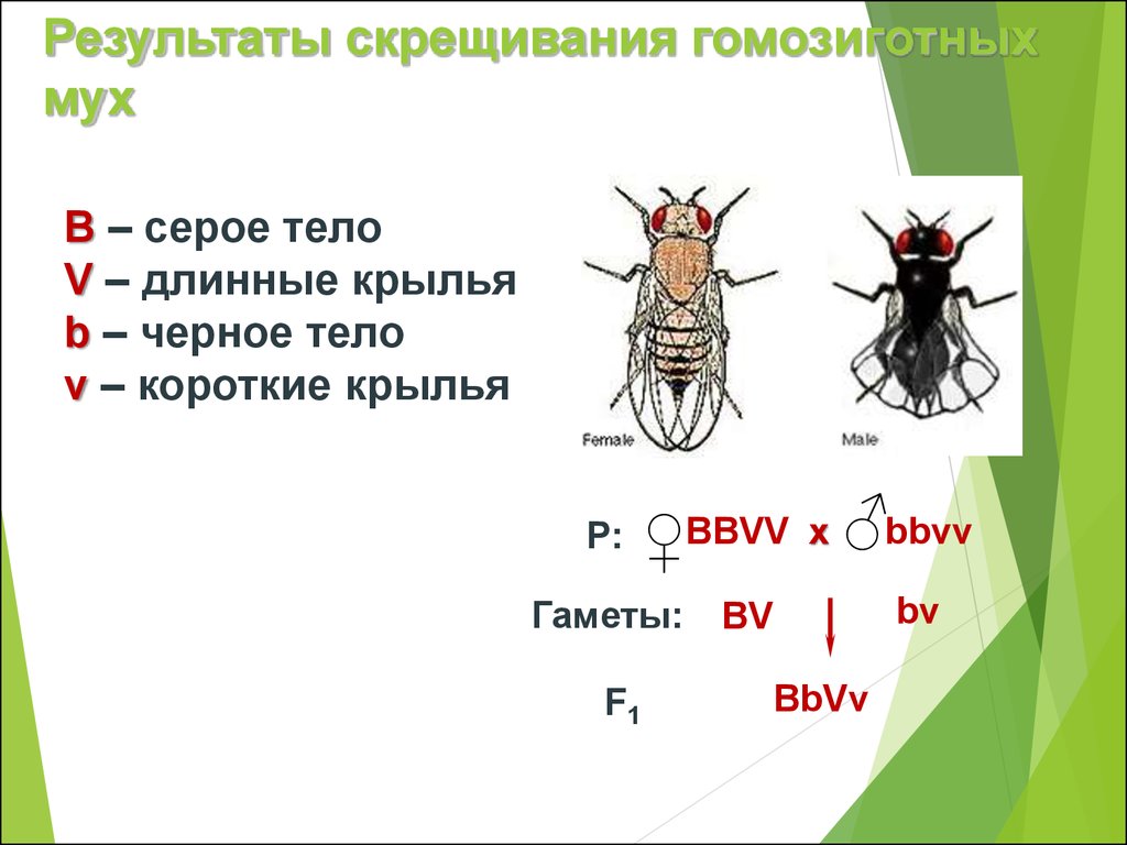 При скрещивании мух. Скрещивание мух. Скрещивание мух с серым телом. Скрещивание схема генетика мух. Мухи скрещиваются.