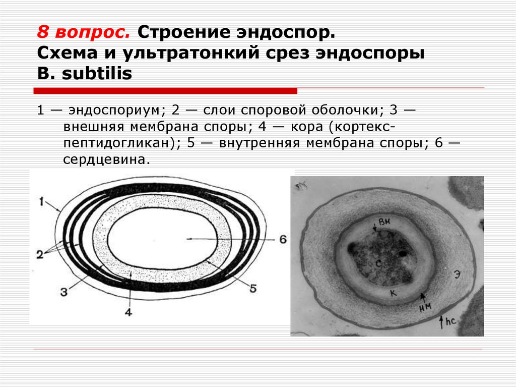 Спора состоит из. Строение бактериальной эндоспоры. Функция эндоспоры (споры) бактерий. Строение эндоспоры бактерий. Строение споры бактерий микробиология.